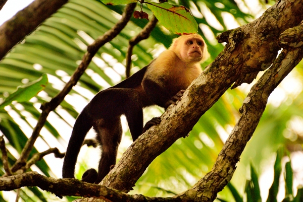 White faced monkey in Corcovado National Park.
