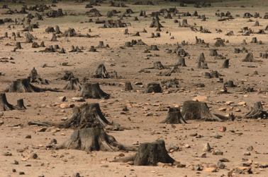 Area denuded of trees.