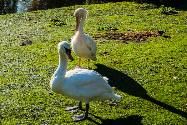 Ducks in St. James Park in London.