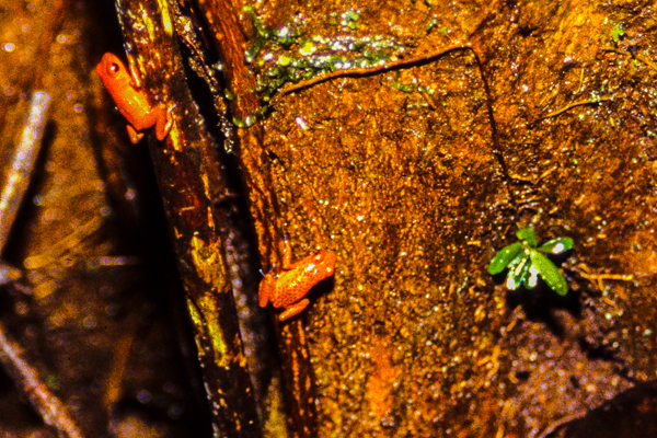 Small frogs seen on nature walk in Tourtuguero National Park. 
