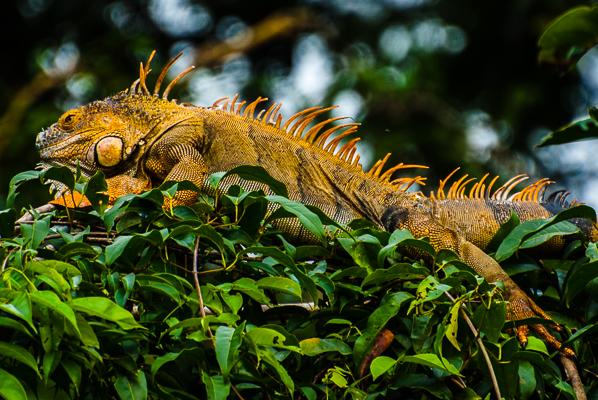 Iguana in Tourtuguero National Park.